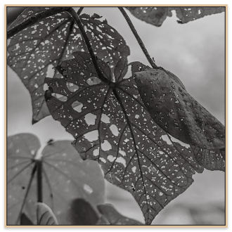 Main image of Tallebudgera Collection 10 BW