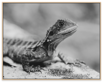 Main image of Tallebudgera Collection 6 Lizard BW